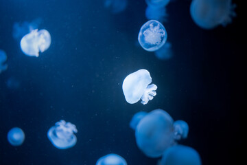 Fototapeta premium Leuchtende kleine Qualle im dunklen Wasser, biolumineszentes Meeresleben, geheimnisvolle Unterwasserszene, Naturschönheit in Deutschland