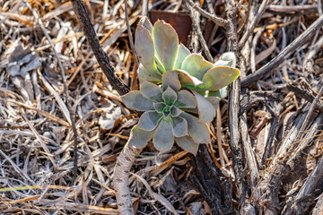 A small plant is growing in a dry, dusty area