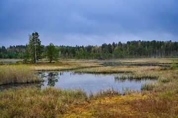 Galkinskoe Swamp landscape on a cloudy autumn day