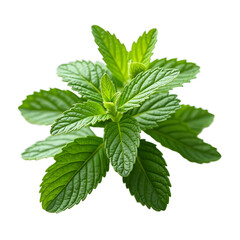 Vibrant green mint leaf closeup