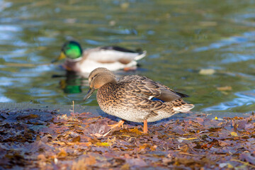 two ducks on the shore with autumn leaves