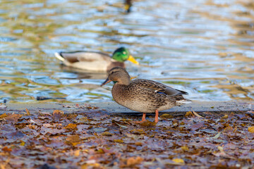 two ducks on the shore with fallen leaves