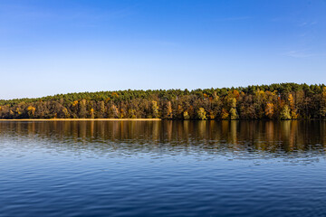 Autumn Treeline Reflection, Green and golden treetops reflecting on a calm lake under a bright autumn sky, capturing the season’s serene beauty in a tranquil panorama.
