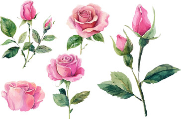 Fototapeta premium set of pink roses