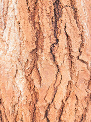 Closeup full frame tree bark texture background