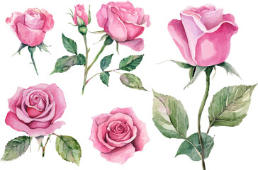 set of pink roses