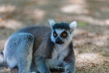 portrait of a ring-tailed lemur	
