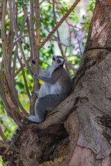 portrait of a ring-tailed lemur	
