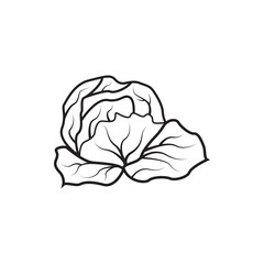 Cabbage icon vector design template