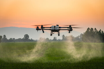 Smart farm with drone, Agriculture drone fly to sprayed fertilizer on the rice fields in the evening.