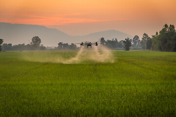 Smart farm with drone, Agriculture drone fly to sprayed fertilizer on the rice fields in the evening.