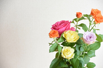 カラフルな薔薇