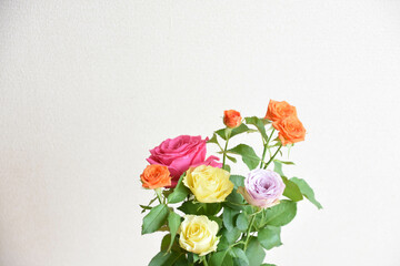 カラフルなバラ