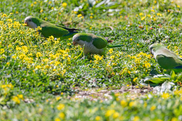 green parrot and yellow flowers	

