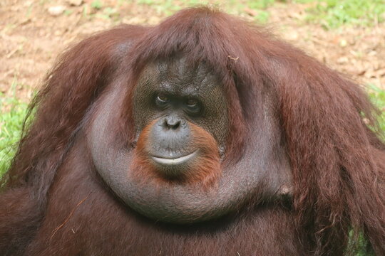 A monkey looks pensive at the zoo