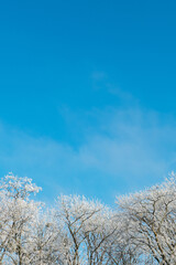 Tree tops covered with snow against a blue sky. Branches covered with snow. Nature winter background.