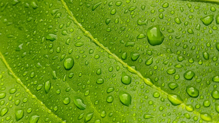 Green background of wet leaves with water dew