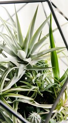 Obraz premium A stylish geometric terrarium containing air plants Tillandsia, capturing the modern design and natural elegance of the plants within a contemporary glass container.
