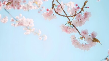 Obraz premium Cherry blossom branches full of soft pink flowers, symbolizing the beauty of nature and spring.