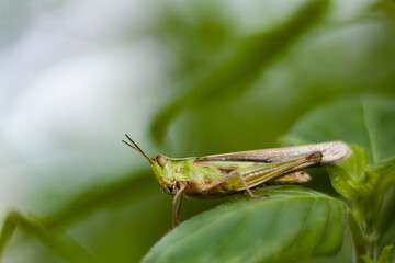 A grasshopper on a leaf