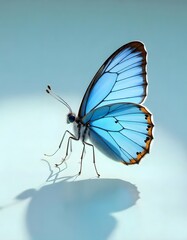 Obraz premium butterfly on a blue background