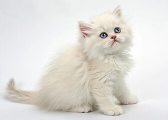 A young, white Persian cat with bright blue eyes sitting on a plain white background