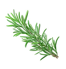 Fototapeta premium A bunch of fresh twig of rosemary and culinary uses and aromatic enhancements in various dishes. on transparent background png