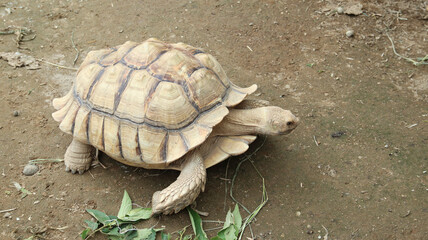 Obraz premium African spurred tortoise (Centrochelys sulcata), also known as the sulcata tortoise.