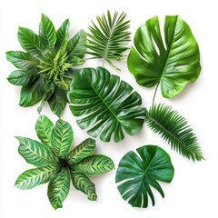 Tropical leaves collection isolated on white background.