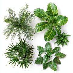 Overhead view of four lush green potted plants on white background.