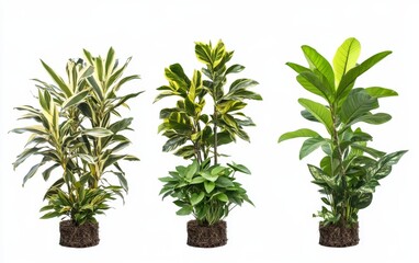 Three potted houseplants isolated on white background.