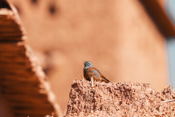 birds from the Desert in the middle of the lunes.