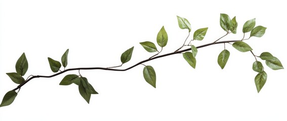 Fototapeta premium Green leaf branch isolated on white background.