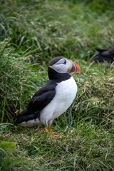 Papageientaucher