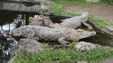 Two crocodiles lying  on the pond at the zoo