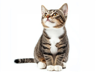 Obraz premium Curious tabby cat sitting on a white background looking up with bright eyes and alert expression