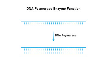 DNA Polymerase Enzyme Function Science Design. Vector Illustration.
