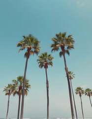 Fototapeta premium Palm trees on beach with clear sky vintage toned, simple style, with white tones