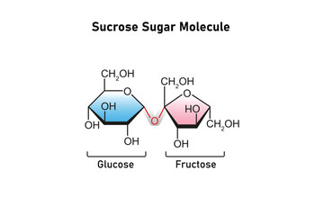Sucrose Sugar Molecule Science Design. Vector Illustration.
