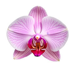 Obraz na płótnie Canvas Beautiful pink orchid in full bloom