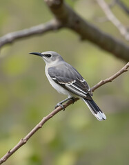 Obraz premium Hand drawn of curve-billed cuckoo, 8k, with white tones