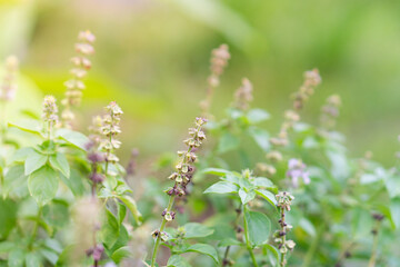 Close-Up of Basil Plants in a Garden