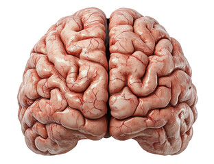 Human realistic brain, front or back view. Isolated on white and transparent background PNG