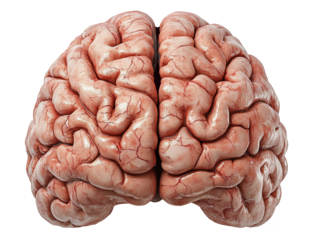 Human realistic brain, front or back view. Isolated on white and transparent background PNG