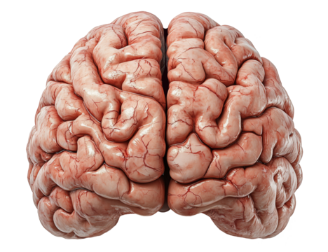 Human realistic brain, front or back view. Isolated on white and transparent background PNG