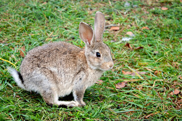 Rabbit graze in the meadow. One rabbit is sitting in the green grass. The other rabbit is standing on its hind legs. Rabbits among the grass on a summer day. 