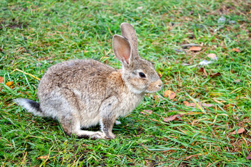 Rabbit graze in the meadow. One rabbit is sitting in the green grass. The other rabbit is standing on its hind legs. Rabbits among the grass on a summer day. 