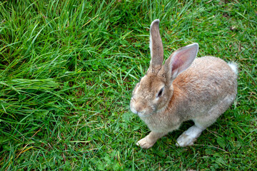 Rabbit graze in the meadow. One rabbit is sitting in the green grass. The other rabbit is standing on its hind legs. Rabbits among the grass on a summer day. 