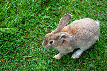 Rabbit graze in the meadow. One rabbit is sitting in the green grass. The other rabbit is standing on its hind legs. Rabbits among the grass on a summer day. 