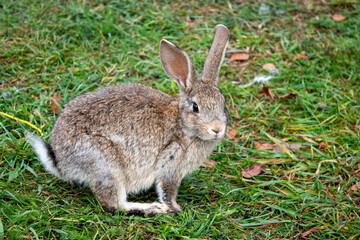 Rabbit graze in the meadow. One rabbit is sitting in the green grass. The other rabbit is standing on its hind legs. Rabbits among the grass on a summer day. 